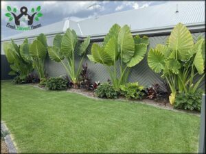 A row of large green leaves are lined up against a wall.