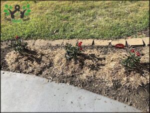 A row of plants are planted in a garden bed.