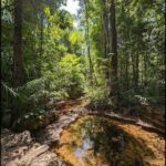 A serene forest scene with a small stream flowing through it.