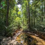 A serene forest scene with a small stream surrounded by trees and plants.