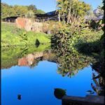 A serene pond with a reflection of a tree and a building.