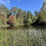 A serene scene of a lake surrounded by trees and grass.