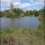 A serene scene of a lake with a grassy bank and a few trees.