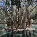 A serene scene of a lake with a group of trees surrounding it.