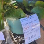 A sign advertising waterlily plants for sale.