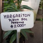 A sign for a plant that is for sale for $2,000.