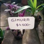 A sign for ginura is displayed in a garden setting.