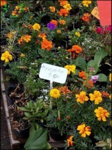 A sign in front of a flower pot with a price of $60.