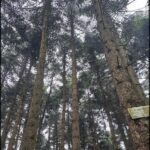 A sign in the woods reads "Keep off the trees."