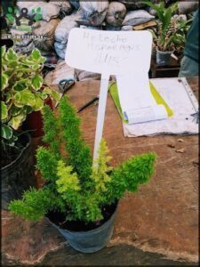 A sign is stuck in the ground next to a plant, indicating that the plant is for sale.