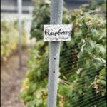 A sign on a fence reads "Raspberry."