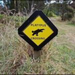 A sign warning of platypus crossing.