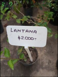 A sign with the word "lantana" written on it.