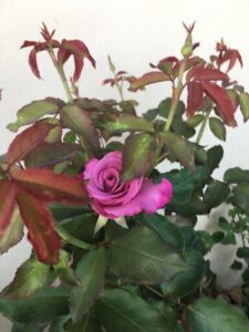 A single pink rose blooms in a garden setting.