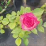 A single pink rose sits in a pot, surrounded by green leaves.