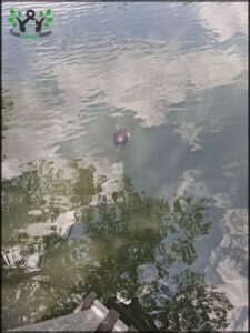 A small animal is swimming in the water.
