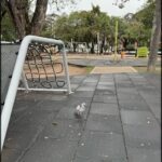 A small bird is walking on a black tiled floor in a park.