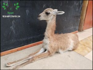 A small brown and white animal is sitting on the ground in front of a blackboard.