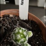 A small cactus plant in a pot with a white tag that says "Marvin".