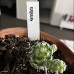 A small cactus plant with a tag that reads "Namarilha" sits in a pot.