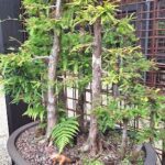 A small dinosaur figurine is placed in a pot with a tree and ferns, creating a unique and whimsical display.