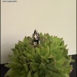 A small dog statue is sitting on top of a large green plant.