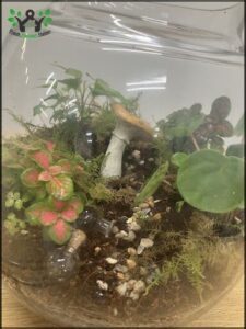 A small glass terrarium filled with various plants and a mushroom.