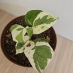 A small green and white plant in a pot.
