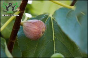 A small green fruit hangs from a tree branch.