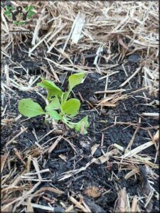 A small green plant is growing in a dirt filled pot.