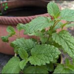 A small green plant is growing in a pot, surrounded by a brown vase.