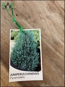 A small green tree with a tag on it.
