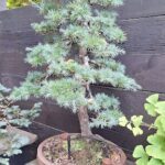 A small pine tree is planted in a pot, sitting on a wooden deck.