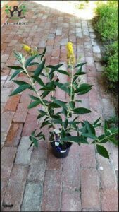 A small plant in a black pot sits on a brick walkway.