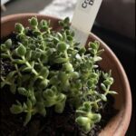 A small plant in a pot with a tag on it.