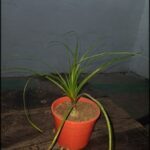 A small plant in a red pot sits on a table.