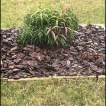 A small plant is growing in a rock garden.