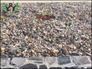 A small plant is growing in a rocky area.