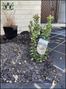 A small plant with a green tag is growing in a pot on a patio.