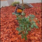 A small plant with a green tag is growing in a red mulch.
