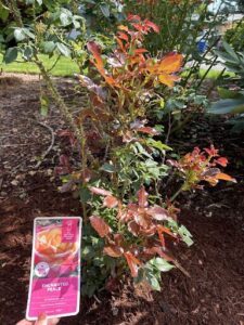 A small plant with a pink tag on it.