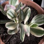 A small plant with green and white leaves is growing in a pot.