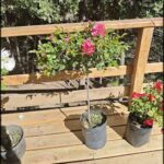 A small potted plant with a single pink rose sits on a wooden deck.