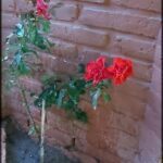 A small red flower is growing in a pot.