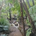 A small stream of water flows through a forest, surrounded by trees and rocks.