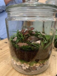 A small terrarium with a variety of plants and rocks.