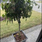 A small tree in a pot is placed on the sidewalk.