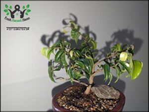 A small tree in a pot with a rock under it.