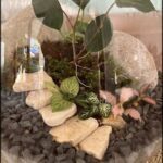 A small tree is growing in a glass bowl filled with rocks.