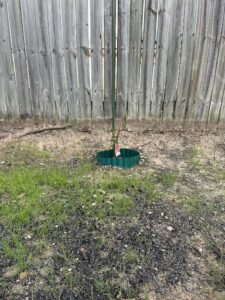 A small tree is growing in a green pot on the ground.